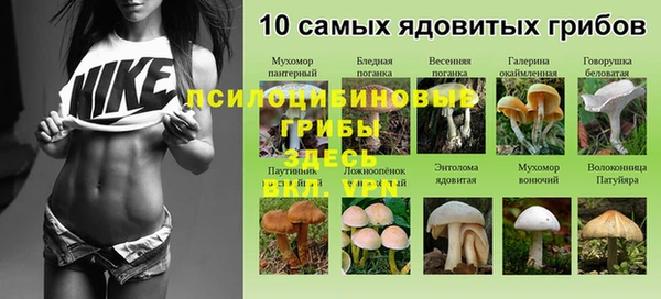 прущие грибы Осташков